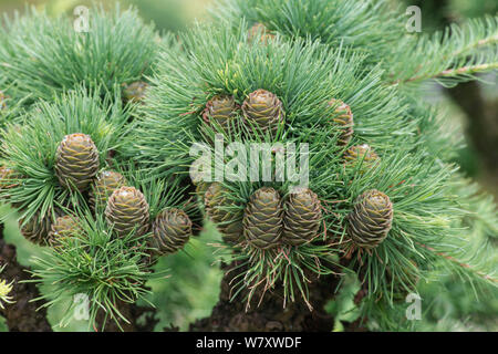 Il larice (Larix kaempferi) coni. Giardino Botanico, Surrey, Inghilterra, Giugno. Foto Stock