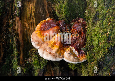 Polypore aka funghi mensola o ripiano funghi, crescente sul ceppo di albero a Denny Creek Trail al Lago Melakwa, North Cascades, nello stato di Washington, USA Foto Stock