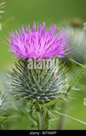 Lanosi Thistle (Cirsium eriophorum) Millers Dale, Derbyshire, Peak District, England, Regno Unito, Luglio. Foto Stock