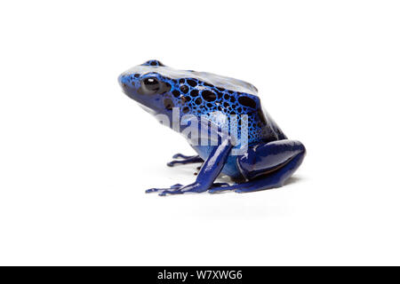 Blue Poison Dart (Rana Dendrobates azureus) su sfondo bianco, captive si verifica in Brasile e Suriname. Foto Stock