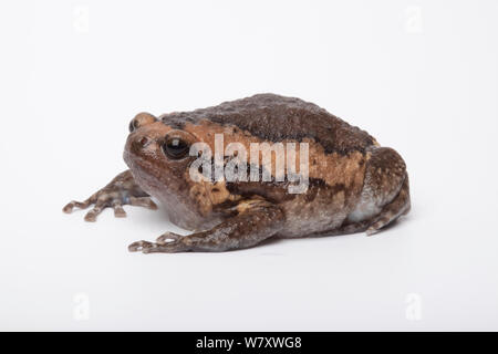 Asian Bullfrog (Kaloula pulchra) su sfondo bianco, captive si verifica nel Sud Est Asiatico. Foto Stock