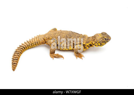 Saharan o Geyr&#39;s dab lizard (Uromastyx geyri) su sfondo bianco, prigionieri provenienti da Algeria, il Mali e il Niger. Foto Stock