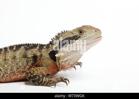 Acqua orientale dragon (Physignathus lesueurii lesueurii) maschio su sfondo bianco, captive si verifica in Australia. Foto Stock