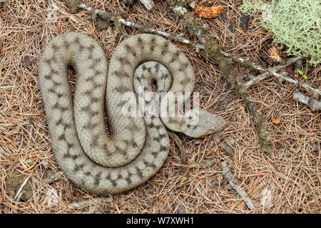 Vipera comune o aspide (Vipera aspis) Valsavarenche, Alpi Italiane, Italia, Luglio. Foto Stock