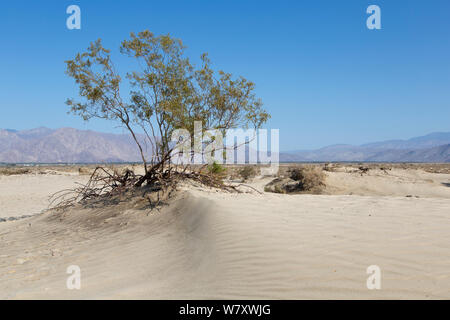 Il creosoto bush (Larrea Purshia) Anza-Borrego deserto, California, USA, maggio. Foto Stock