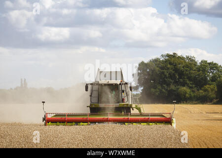 Buckingham, Regno Unito - 19 agosto 2014. Macchina mietitrebbiatrice di raccolti di frumento in un campo nella campagna inglese Foto Stock