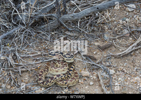 Grande Bacino Gopher Snake (Pituophis catenifer deserticola) Joshua Tree National Park, California, USA, maggio. Foto Stock