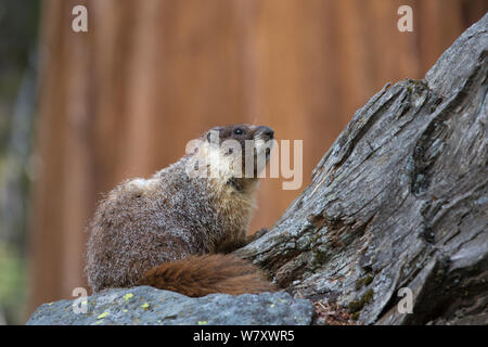 Marmotta di ventre giallo (Marmota flaviventris) Sequoia National Park, California, USA, maggio. Foto Stock