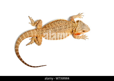 Inland barbuto dragon (Pogona vitticeps) Orange Translucent morph, captive, avviene in Australia. Foto Stock