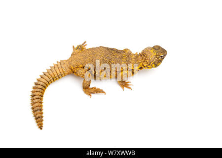 Saharan o Geyr&#39;s dab lizard (Uromastyx geyri) su sfondo bianco, prigionieri provenienti da Algeria, il Mali e il Niger. Foto Stock