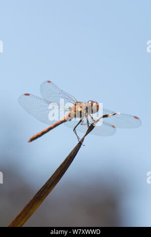 Common Darter dragonfly, Sympetrum striolatum, maschio, Libellula rossa in appoggio appollaiate sul lettore RUSH stelo sopra uno stagno, Sussex, Regno Unito, Luglio Foto Stock