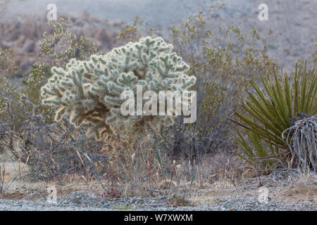 Teddy Bear Cholla (Opuntia bigelovii) Joshua Tree National Park, California, USA, maggio. Foto Stock