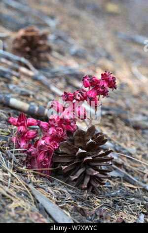 Impianto di neve (Sarcodes sanguinea) pianta parassita che cresce nei boschi di conifere. Sierra Nevada, in California, USA, Giugno.. Foto Stock