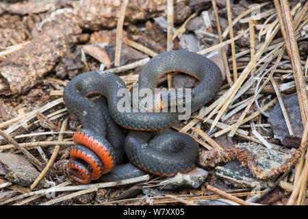 Ringneck Snake (Diadophis punctatus) in posizione difensiva, San Jose, California, USA, aprile. Aprile. Foto Stock