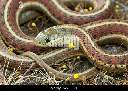 Costa Garter Snake (Thamnophis elegans terrestris) Punto Reyes, California, USA, aprile. Foto Stock