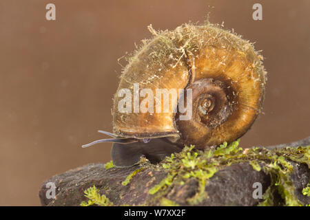 Grande ramshorn lumaca (Planorbarius corneus) Europa, giugno, condizioni controllate. Foto Stock