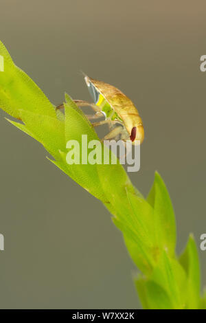 Acqua strisciante bug (Ilyocoris cimicoides) ninfa sullo stelo, Europa, Agosto, condizioni controllate. Foto Stock