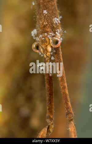 Ago bug (Ranatra linearis) testa con attaccato il protozoo colonie, Europa, Agosto, condizioni controllate. Foto Stock