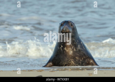 Guarnizione grigio (Halichoerus grypus) adulto trasporto a terra tra le onde che si infrangono, Norfolk, Regno Unito, gennaio. Foto Stock