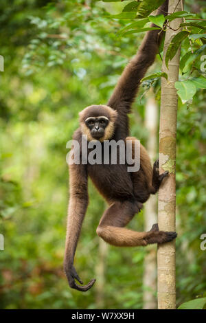 Agile gibbone (Hylobates agilis) in Tanjung messa National Park, Borneo-Kalimatan, Indonesia. Foto Stock