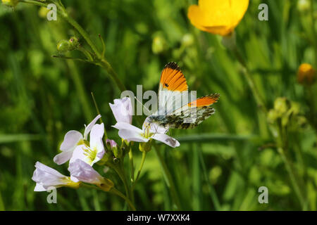 Arancio-punta butterfly (Anthocharis cardamines) maschio alimentazione dal fiore di cuculo (cardamine pratensis). Il Galles, UK, Giugno. Foto Stock