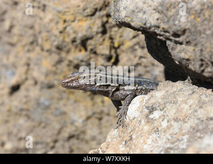 Isola Canarie lizard (Gallotia galloti) La Palma Isole Canarie. Foto Stock