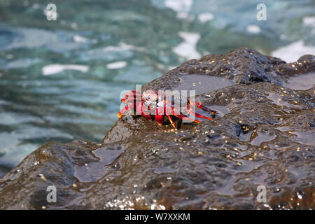 Il Red Rock granchio (Grapsus adscensionis) su roccia, la Palma Isole Canarie. Foto Stock