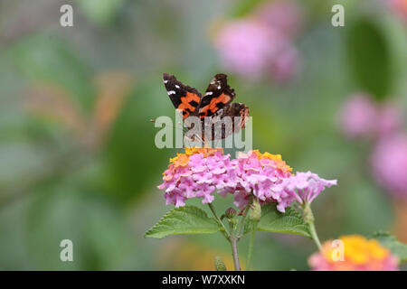 Canary Red admiral (Vanessa vulcania) su Lantana fiori. La Palma Isole Canarie. Foto Stock