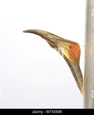 Arancio-punta butterfly (Anthocharis cardamines) pupa su bianco backgroud, circa alla berlina. Surrey, Inghilterra, Marzo. Foto Stock