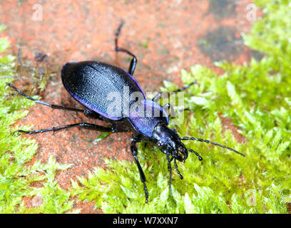 Massa viola beetle (Carabus tendente al violaceo) Surrey, Inghilterra, Aprile. Foto Stock