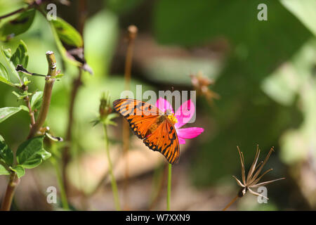 Gulf fritillary (Agraulis vanillae) sul fiore, Tobago, West Indies. Foto Stock