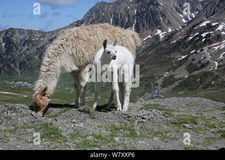 Femmina Llama (Lama glama) con i giovani. Pirenei francesi, in Francia, in luglio. Foto Stock