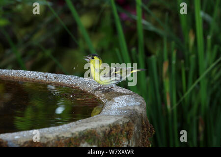 (Lucherino Carduelis spinus) maschio bere da Bagno uccelli. Surrey, Inghilterra, Giugno. Foto Stock