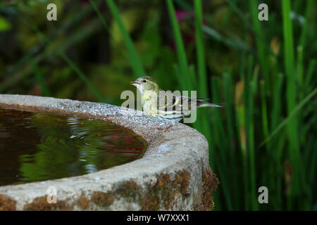 (Lucherino Carduelis spinus) femmina bere da Bagno uccelli. Surrey, Inghilterra, Giugno. Foto Stock