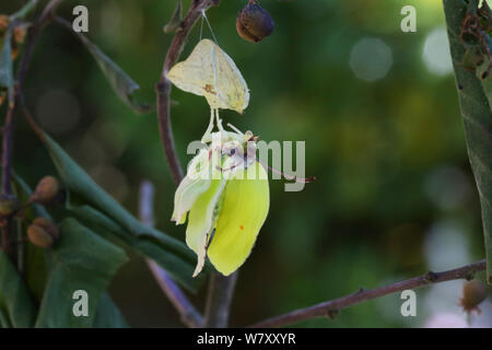 Brimstone butterfly (Gonepteryx rhamni) ali in espansione dopo emergente dalla pupa. Surrey, Inghilterra, Luglio. Sequenza di 6 di 8. Foto Stock