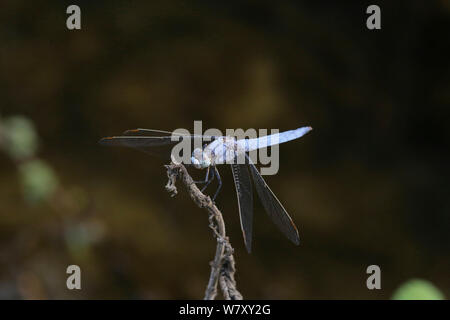 Southern skimmer dragonfly (Orthetrum brunneum) maschio, Bulgaria, Luglio. Foto Stock