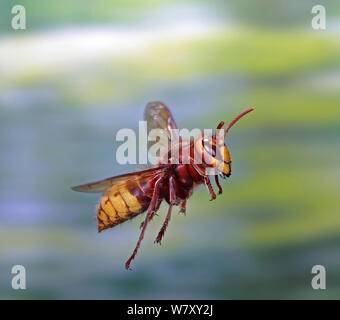 Unione hornet (Vespa crabro) lavoratore in volo, Surrey, Inghilterra, Agosto. Foto Stock