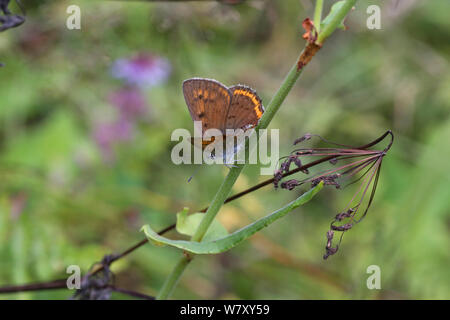 Scarsità di rame (farfalla Lycaena virgaureae) femmina, Bulgaria, Luglio. Foto Stock