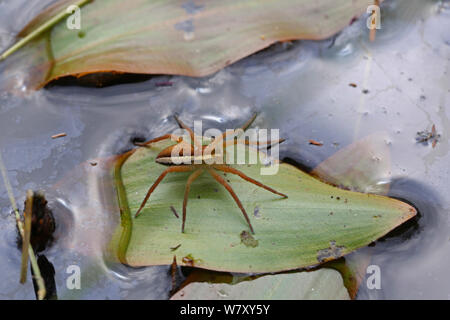Raft spider (Dolomedes fimbriatus) femmina sulla foglia Potamogeton (sp) Surrey, Inghilterra, Settembre. Foto Stock