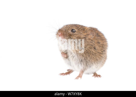 Campo vole (Microtus agrestis) adulto, Paesi Bassi, Settembre. meetyourneighbors.net progetto Foto Stock