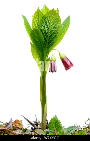 Henbane campana (Scopolia carniolica) in fiore, Slovenia, Europa, Aprile. meetyourneighbors.net progetto Foto Stock