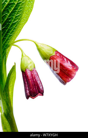 Henbane campana (Scopolia carniolica) in fiore, Slovenia, Europa, Aprile. meetyourneighbors.net progetto Foto Stock