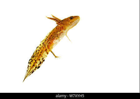 Grande tritone crestato (Triturus cristatus) larva di branchie, Mechtersheim, Renania-Palatinato, Germania, Luglio. meetyourneighbors.net progetto Foto Stock