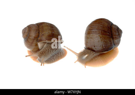 La Borgogna lumaca (Helix pomatia) confronto di sinistra e di destra i serbatoi, Hassloch, Renania-Palatinato, Germania, Ottobre. meetyourneighbors.net progetto Foto Stock