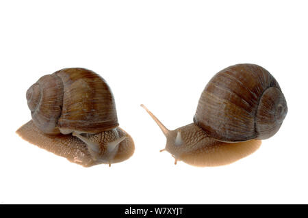 La Borgogna lumaca (Helix pomatia) confronto di sinistra e di destra i serbatoi, Hassloch, Renania-Palatinato, Germania, Ottobre. meetyourneighbors.net progetto Foto Stock