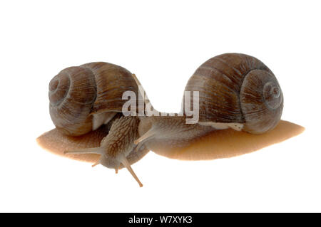 La Borgogna lumaca (Helix pomatia) confronto di sinistra e di destra i serbatoi, Hassloch, Renania-Palatinato, Germania, Ottobre. meetyourneighbors.net progetto Foto Stock