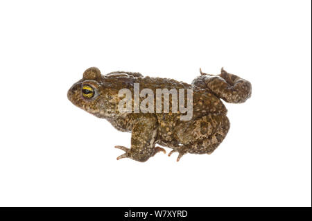 Natterjack Toad (Bufo calamita), Munster-Sarmsheim, Renania-Palatinato, Germania, maggio. meetyourneighbors.net progetto Foto Stock