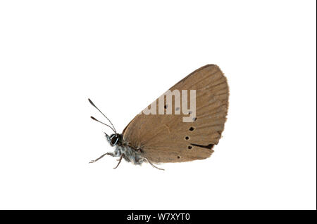 Dusky Grande Blu (Maculinea nausithous), Erpolzheim, Renania-Palatinato, Germania, Agosto. meetyourneighbors.net progetto Foto Stock