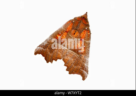 Herald moth (Scoliopteryx libatrix), Wilgartswiesen, Renania-Palatinato, Germania, Febbraio. meetyourneighbors.net progetto Foto Stock