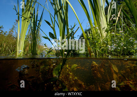 Giunco di palude (Typha latifolia) con acqua dimenticare-me-non (Myosotis scorpiodees) in brook, centrale in Olanda. Agosto. Foto Stock